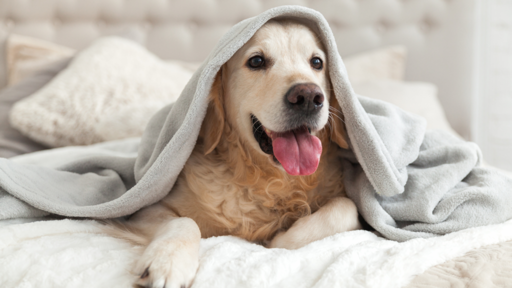 how to keep your pet healthy this winter