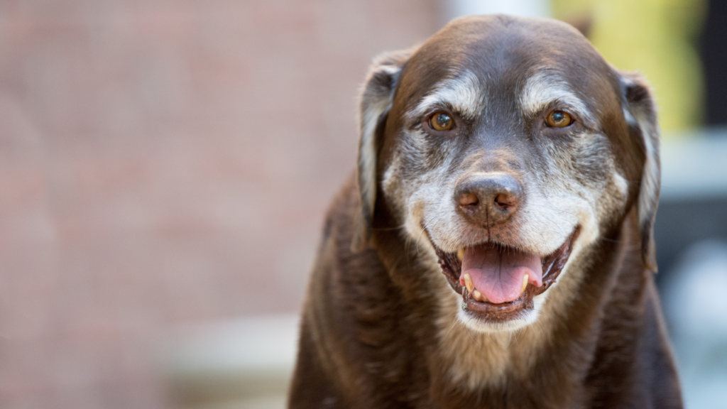 senior pet care