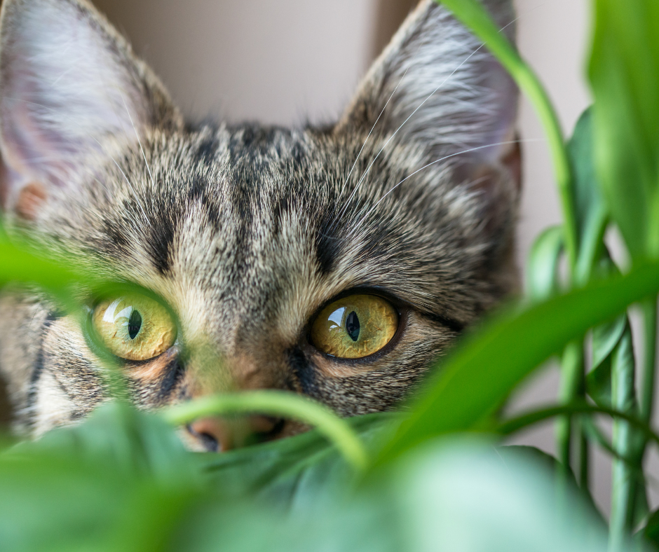 Gardening with Pets: What’s Safe and What to Avoid