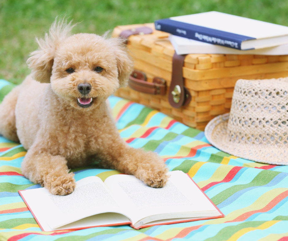 Summer Heat with Pets