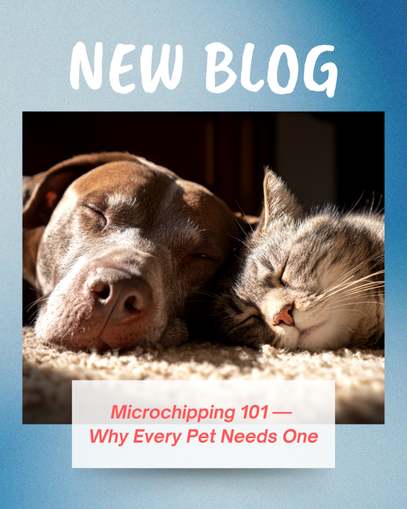 Microchipping 101 — Why Every Pet Needs One