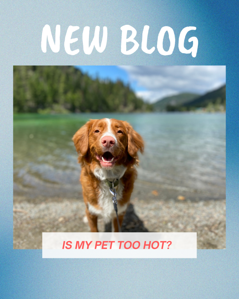 Is my pet too hot?