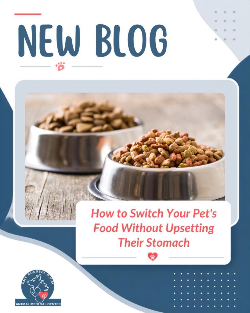 How to Switch Your Pet's Food Without Upsetting Their Stomach