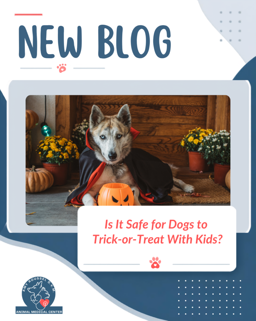Is It Safe for Dogs to Trick-or-Treat With Kids?